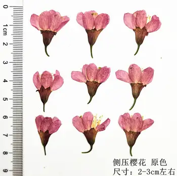 60pcs 2-3cm Presset Tørrede Kirsebær blomster Sakura Blomst Planter Herbarium For Epoxy Harpiks Smykker at Gøre Ansigt Makeup, DIY Nail Art