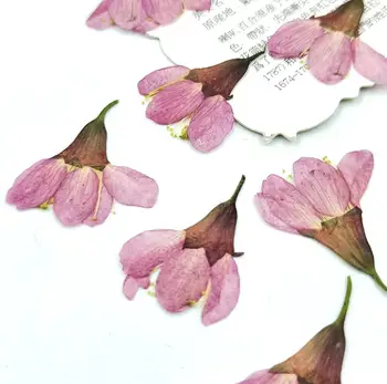 60pcs 2-3cm Presset Tørrede Kirsebær blomster Sakura Blomst Planter Herbarium For Epoxy Harpiks Smykker at Gøre Ansigt Makeup, DIY Nail Art