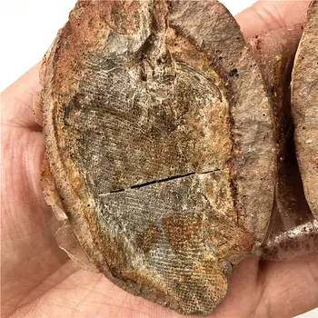Drop shipping 1PC Madagaskar Fisk Fossile Naturlige Dyr, Fossiler, 1 Par Fossiler Naturlige Sten og krystaller