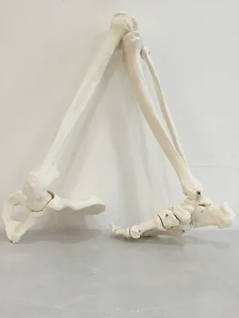 Gratis levering&1:1 lavere ben-ben model, ankel, fod, patella, tibia og fibula, femur, pelvis, medicinsk massagel,Medicinsk anatomi