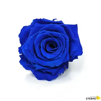 Dome Skønheden og Udyret Evige Rose bevarede mørke blå