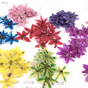 12pcs/Taske Rigtige Tørrede Mix Farve Blomst Tørre Planter For Epoxy Resin Vedhæng Halskæde Smykker at Gøre Håndværk DIY Tilbehør