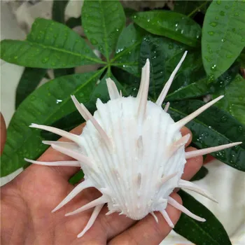 7-11cm naturlige havet chrysanthemum musling, tornede tusind hånd conch shell, marine prøve snegl, collectible hvide krysantemum