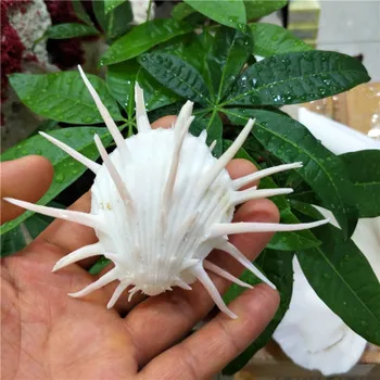 7-11cm naturlige havet chrysanthemum musling, tornede tusind hånd conch shell, marine prøve snegl, collectible hvide krysantemum